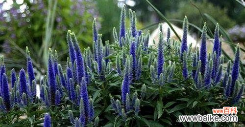 探索大自然奇迹 婆婆纳的花语与神奇疗效