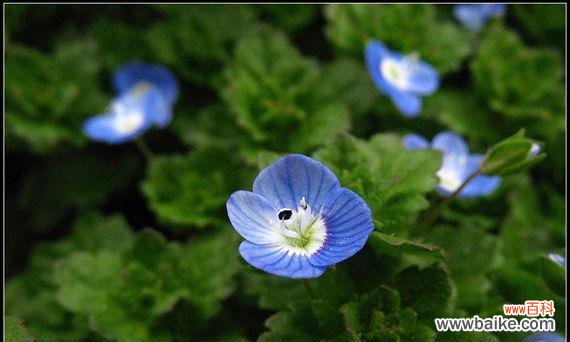 探索大自然奇迹 婆婆纳的花语与神奇疗效