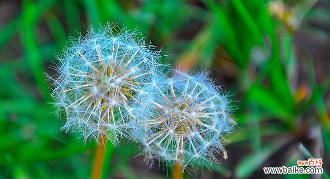 追寻自由与希望的微笑之花 蒲公英的花语与意义