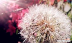 赏花解读 蒲公英花语与传说