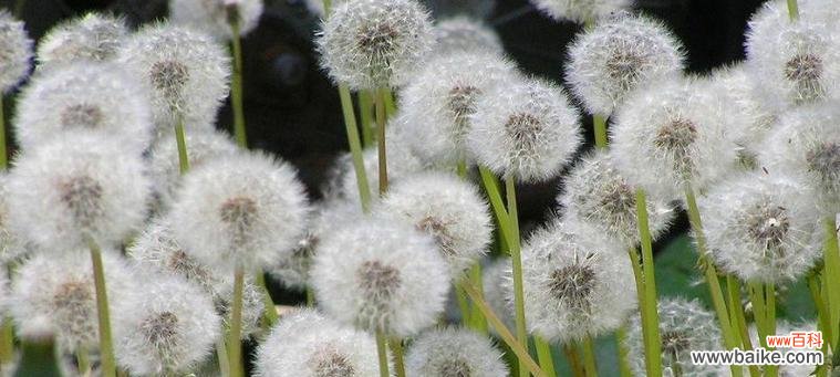 探寻蒲公英的秘密与美丽 蒲公英花语与寓意