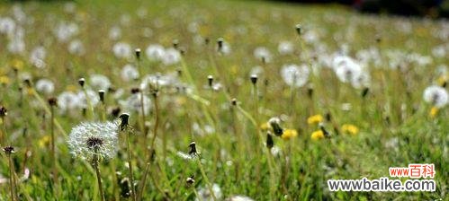 自由与希望的化身——蒲公英的花语 蒲公英的花语与寓意与象征