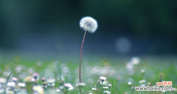 自由与希望的化身——蒲公英的花语 蒲公英的花语与寓意与象征
