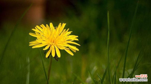 揭开蒲公英花语的世界 蒲公英花语与寓意