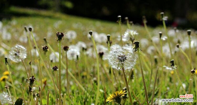 从花语到文化符号 蒲公英花语的含义与象征——自由与希望的化身