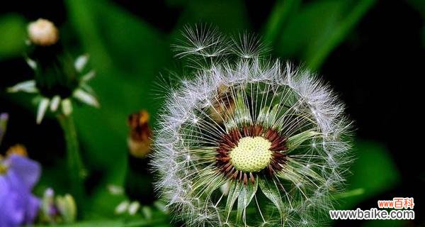 从花语到文化符号 蒲公英花语的含义与象征——自由与希望的化身