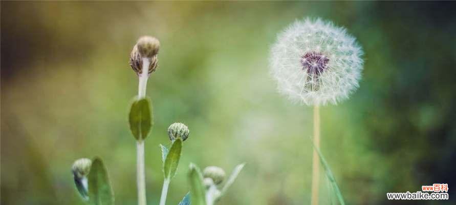 从花语到文化符号 蒲公英花语的含义与象征——自由与希望的化身