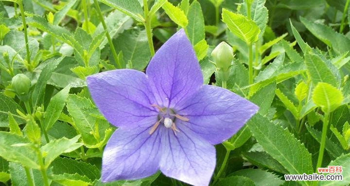 探寻桔梗花的神秘内涵 桔梗花的花语和寓意