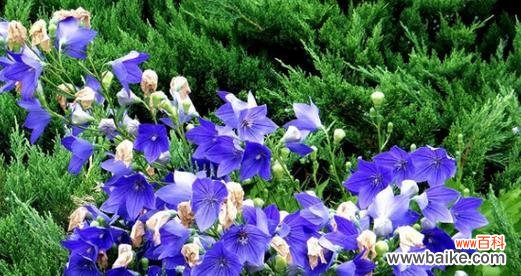 探寻桔梗花的神秘内涵 桔梗花的花语和寓意