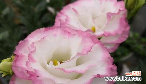 探寻桔梗花的神秘内涵 桔梗花的花语和寓意