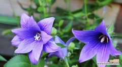 传承千年的福气之花 桔梗风水寓意与作用