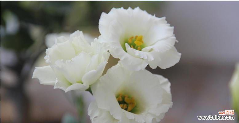 探寻桔梗花的文化内涵与传统象征 桔梗花的象征意义