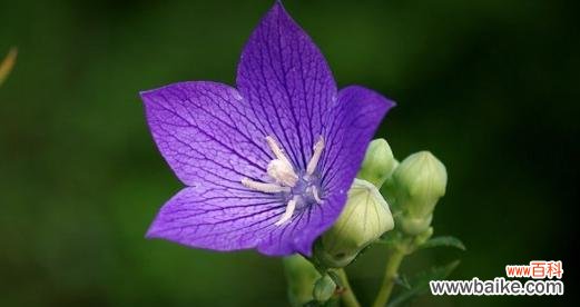探索桔梗花的美丽与深意 桔梗花的花语与寓意