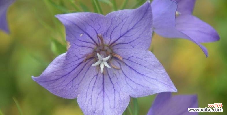 探索桔梗花的美丽与深意 桔梗花的花语与寓意