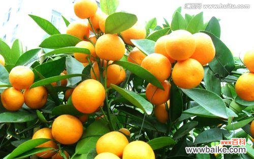 桔子 桔子的象征意义与传统文化