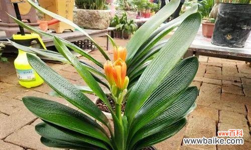 探寻君子兰的美与品格 君子兰的象征意义与寓意