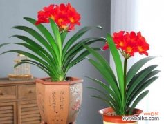 探寻君子兰的美与品格 君子兰的象征意义与寓意