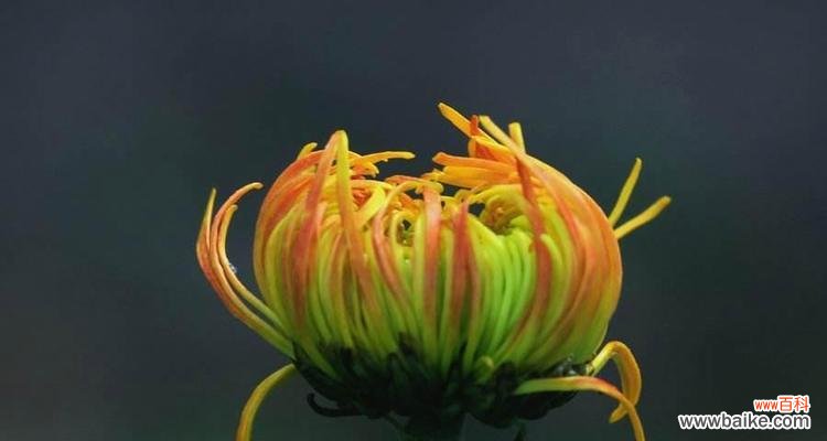 传达秋天的坚韧与美丽 菊花的花语与象征意义