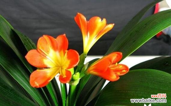 探秘君子兰的花语和文化内涵 君子兰花语和寓意