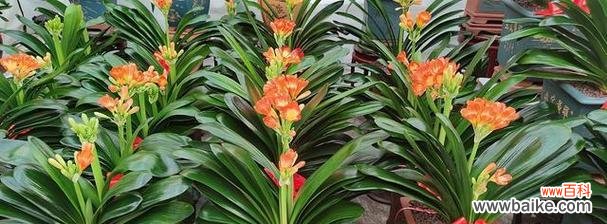 以君子兰寓意美德的精神力量 君子兰的象征意义——品行高尚、纯洁无瑕的代表