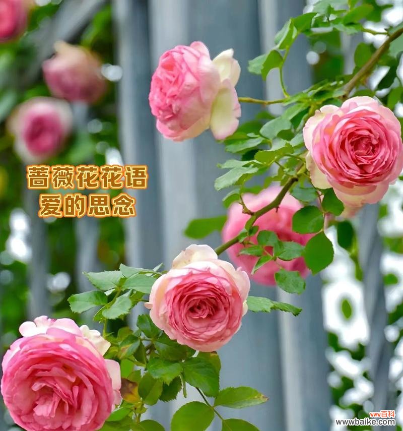 春节期间有哪些花的花语录？