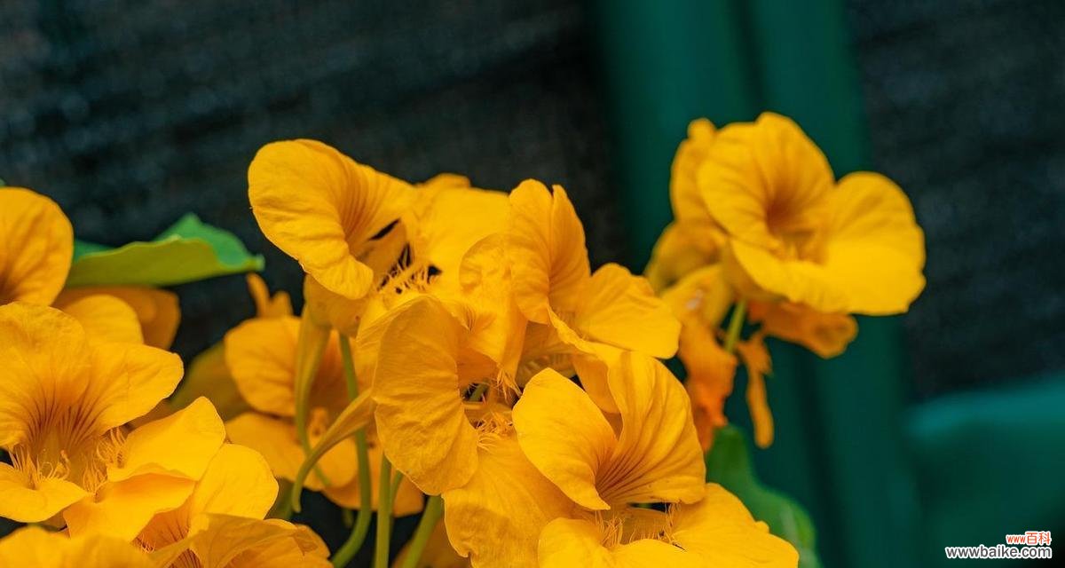 哪种花象征爱情的圆满?爱情圆满的花有哪些特点?