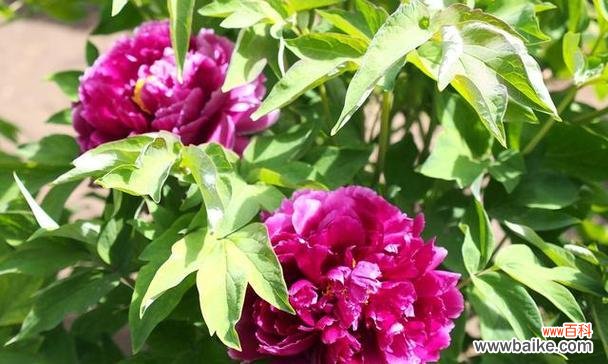 哪种花象征爱情的圆满?爱情圆满的花有哪些特点?