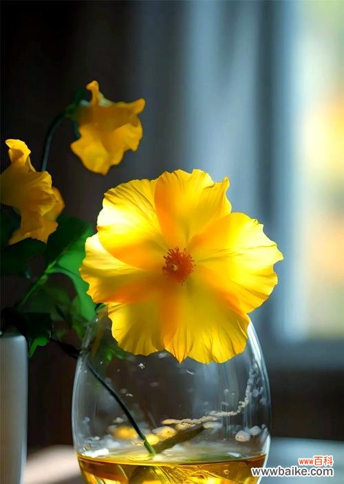 象征友谊的花黄色的花有哪些？