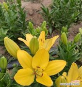 象征友谊的花黄色的花有哪些？