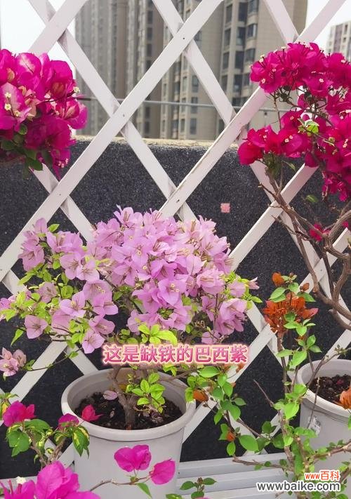 燕子花的文化意义是什么?燕子花代表了什么文化?