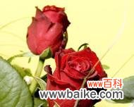 红色花做头像的寓意是什么？选择红色花头像有何意义？