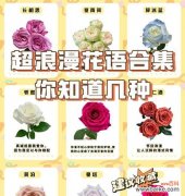 寓意浪漫的绿植有哪些？这些花的花语是什么？