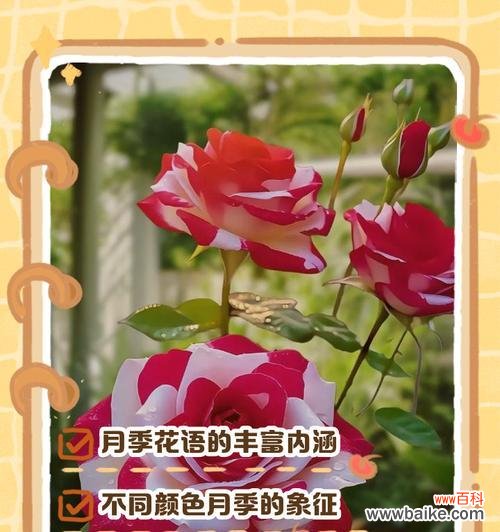 黄色月季花的花语是什么？黄色月季花寓意着什么？