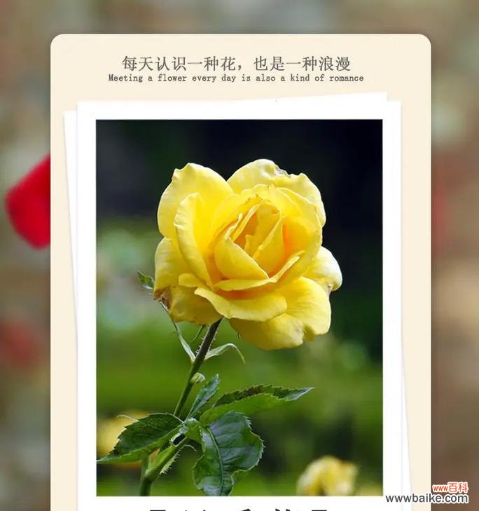 黄色月季花的花语是什么？黄色月季花寓意着什么？