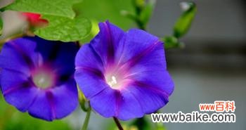 揭秘牵牛花的神秘花语 牵牛花的花语与意义