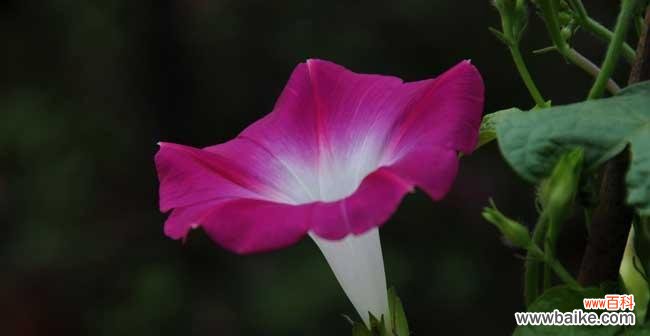 揭开牵牛花神秘的意义 牵牛花的花语与美丽