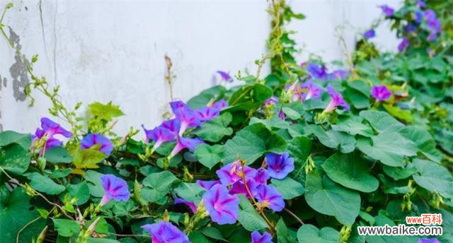 牵牛花的花语是什么 牵牛花的花语及其象征意义