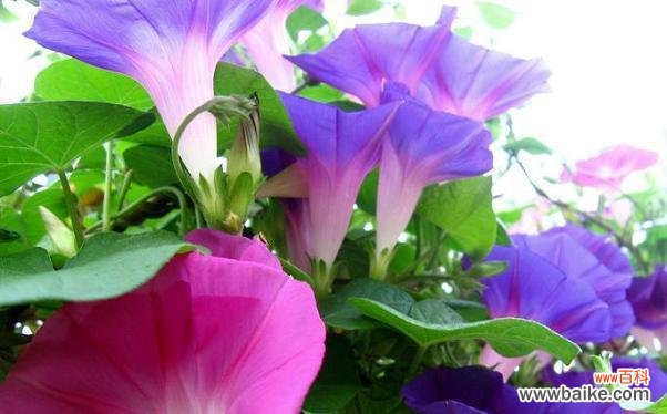 牵牛花的花语是什么 牵牛花的花语及其象征意义