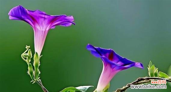 牵牛花的花语是什么 牵牛花的花语及其象征意义