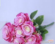 七朵玫瑰的各种象征意义与传说 七朵玫瑰的象征意义