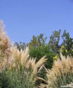 揭秘蒲苇草的象征意义和美丽寓言 蒲苇草的花语与寓意