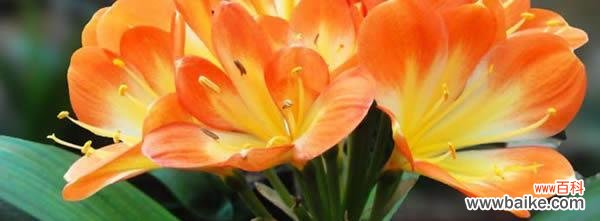 揭示千代兰的花语及其象征的寓意 千代兰花语与寓意的深刻解读