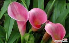 千瓣莲花 千瓣莲的花语与美丽与坚韧