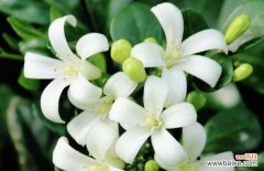 揭秘七里香花语的深层含义 七里香花语的美丽寓意