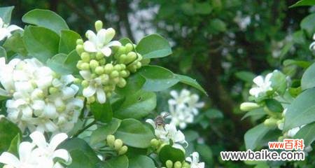 揭秘七里香花语的深层含义 七里香花语的美丽寓意