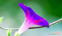 探究牵牛花的花语和寓意 牵牛花的花语与寓意