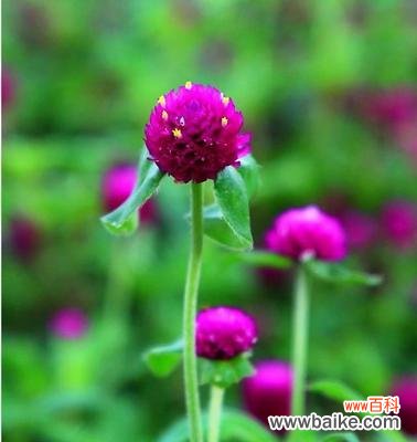 千日红花语的传承与意义 千日红的花语