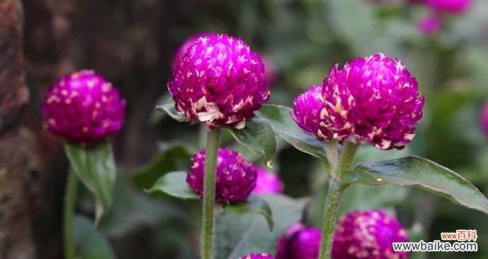 探索千日粉花的美丽与神秘 千日粉花语的含义及象征