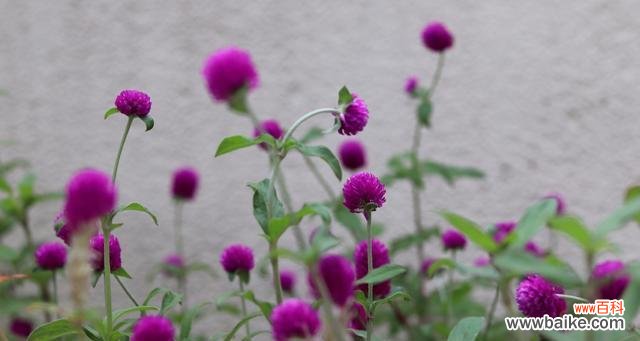 探索千日粉花的美丽与神秘 千日粉花语的含义及象征