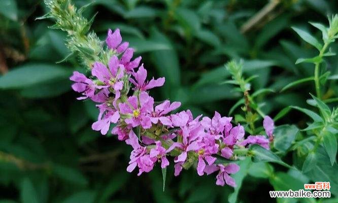 探寻千屈菜花语的深层寓意 千屈菜的花语与寓意